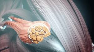 Cartographie du système fasciale